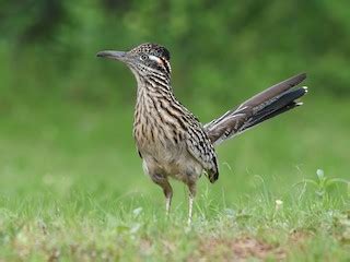 Greater Roadrunner - Geococcyx californianus - Birds of the World