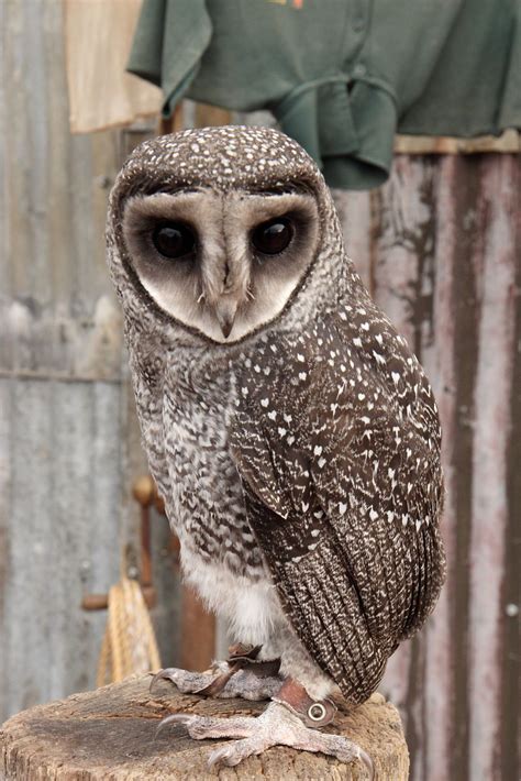 Greater Sooty Owls