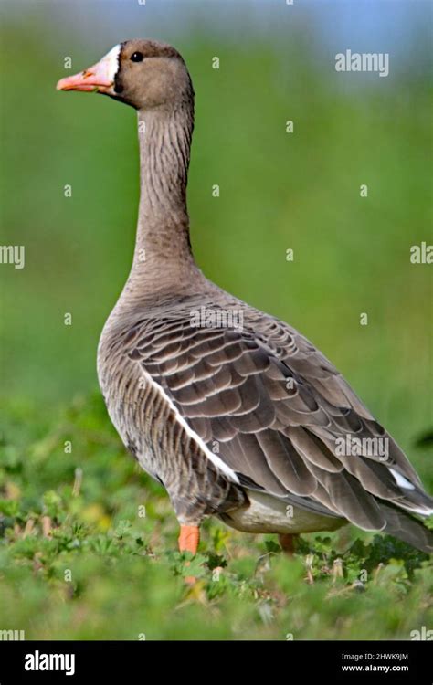 Greater White-fronted Goose - Anser albifrons - Birds of the …