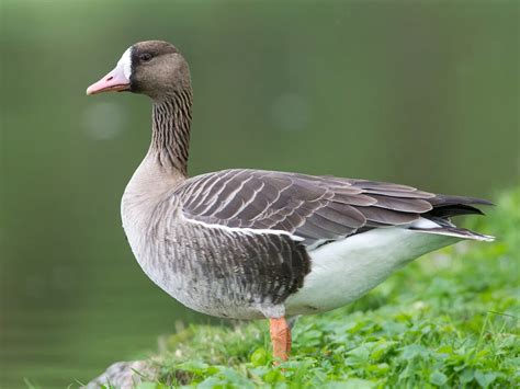 Greater White-fronted Goose - BirdWeb