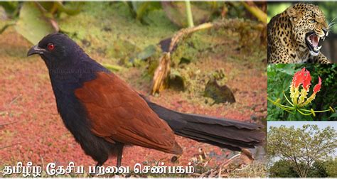 Greater coucal Archives - Tamil Heritage