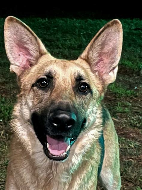 Washington German Shepherd Rescue. 15,430 likes · 837 talking about this · 13 were here. We are committed to find loving homes for surrendered, abandoned and neglected German Shepherd dogs and...