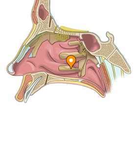 Greater palatine nerve - e-Anatomy - IMAIOS