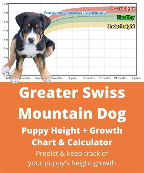 Greater swiss mountain dog height. .  ...