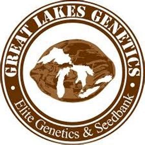 Magick Beans - Yoink Gorilla Glue #4 x Starkiller OG (10 reg. seeds) - Great Lakes Genetics.. 