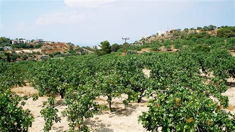 Greek island of Aegina grows some of the best pistachios in the world