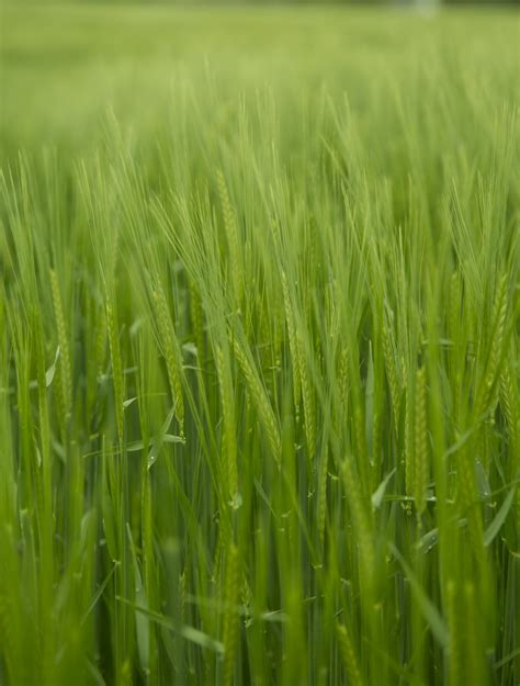 Green Barley - Here