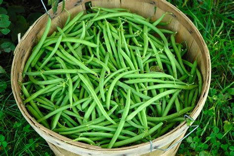 Green Bean Storage: What Factors Do You Need to …