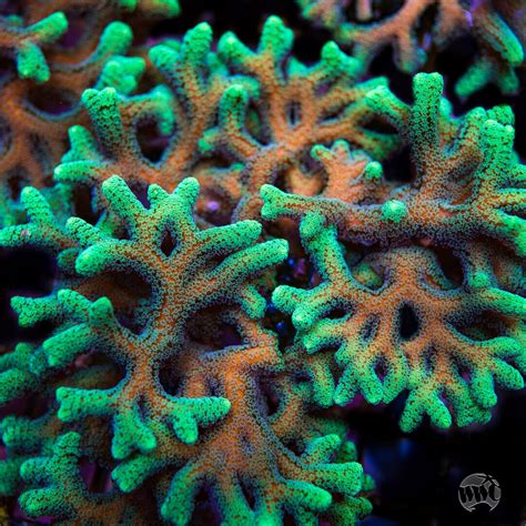 Green Birdsnest Coral World Wide Corals World Wide Corals