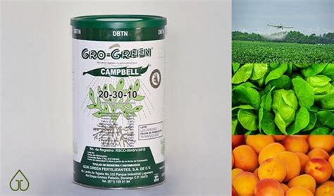 Green Campbell  Guyuan