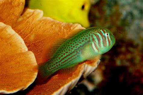 Green Clown Goby (Gobiodon histrio) Species Profile - Aquarium…