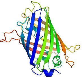 Green Fluorescent Protein - Molecule of the Month January 2010