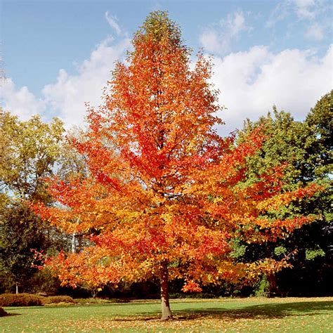 Green Gable Black Gum (Nyssa sylvatica