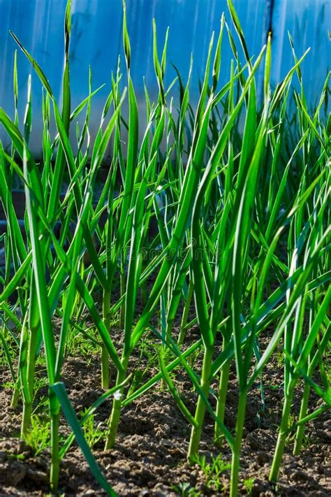 Green Garlic in Summer? : r/Garlic - Reddit