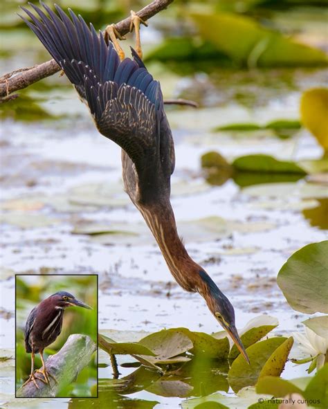 Green Herons Migrating Naturally Curious with Mary Holland