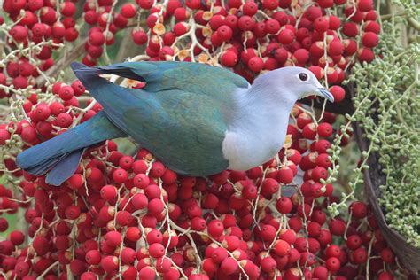 Green Imperial Pigeon – Singapore Birds Project