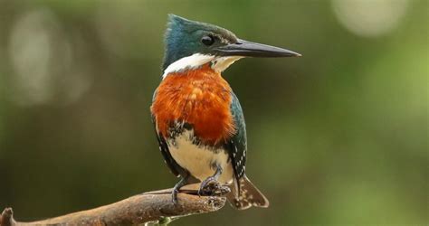 Green Kingfisher - All About Birds