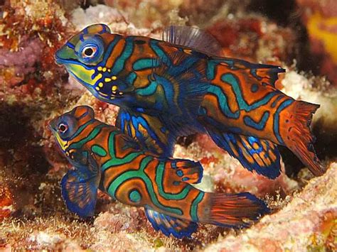 Green Mandarin Dragonet, Striped Mandarinfish