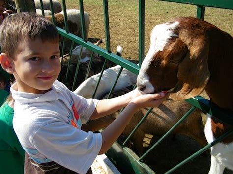 Green Meadows Farm in Grand Prairie Texas - on FamilyDaysOut.com