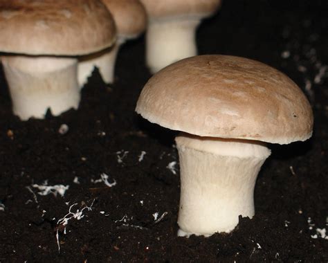 Green Mold of Mushrooms - Penn State Extension