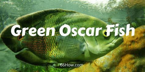 Green Oscar  San Antonio