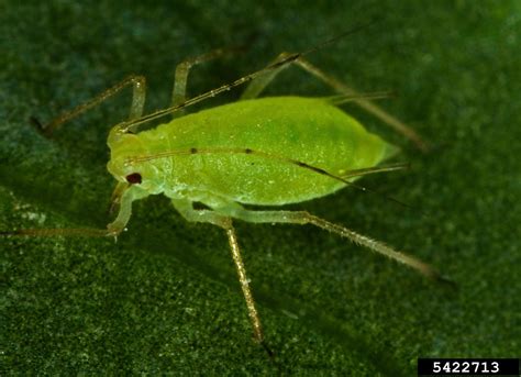 Green Peach Aphid - CUES