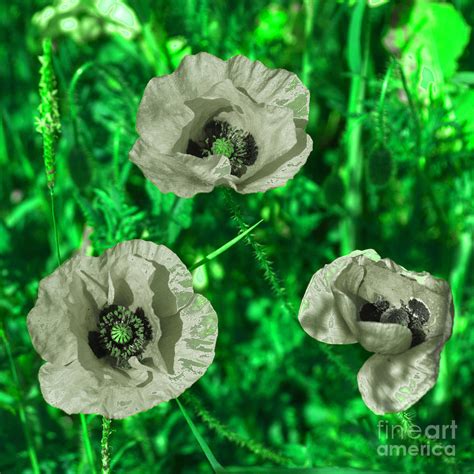 Green Poppy Photo Putian