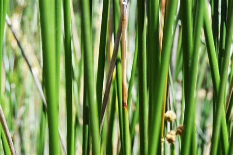 Green Reed Photo Cawnpore