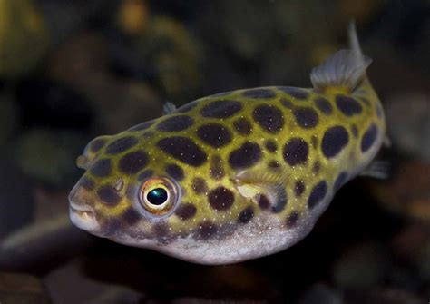 Green Spotted Pufferfish Care & Facts (Tetraodon Nigroviridis)