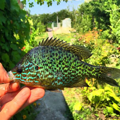 Green Sunfish