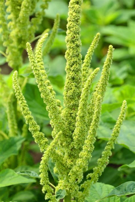 Green Thumb Amaranthus - Hypochondriacus - 200+ Amaranth …