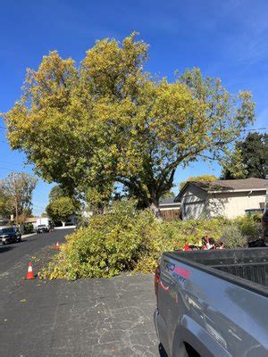 Green View Tree Service, Concord, CA, Tree Services - MapQuest