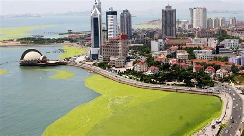 Green Ward  Qingdao