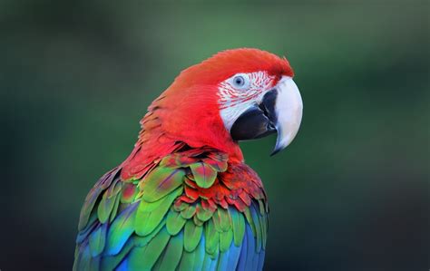 Green Wing Macaw Price