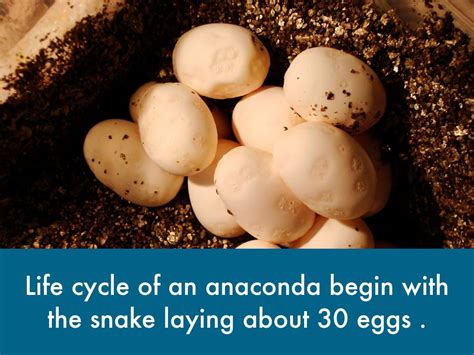 Green Anaconda Life Cycle Facts Games. ... Anna Life Cycle Animal Li