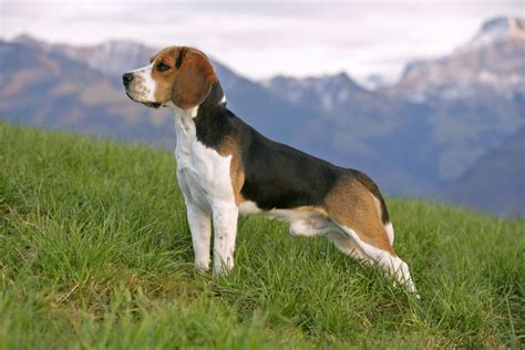 The Beagle’s unusual bark, also known as a bay, is recogniz