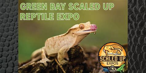 Green bay reptile expo. Things To Know About Green bay reptile expo. 