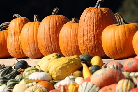 Green bins and pig pins: Here's how to dispose of pumpkins in San Diego County