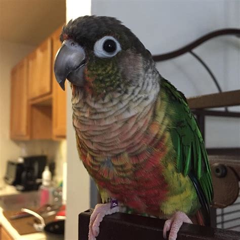 Green cheek conure bird for sale. Description. Green cheek conures are highly inquisitive, bold, and engaging birds. Like other conures, they can be playful and … 