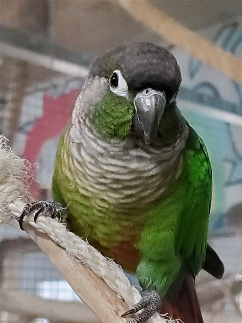 They have a maroon tail like all other mutations of green cheek conure. They possess white eye-rings, green cheeks, and dark grey feet. They are small in size, usually up to 10 inches long, and weigh above 60 grams to a maximum of 90 grams. All mutations of green cheek conure are the same in size, generally small.. 