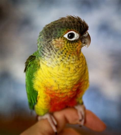 Conures are a diverse, loosely defined group of small to medium-sized parrots. They belong to several genera within a long-tailed group of the New World parrot subfamily Arinae. ... Green yellow sided cnour breeder female R 3 years ago Conures Sialkot. Price on Call Save . 1 . Suncouner chick F 3 years ago Conures Lahore. Price on Call Save . 1 .... Green cheek conure near me