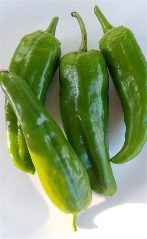 Green chile peppers. Jul 17, 2020 ... “We typically start harvesting fresh Hatch green chile around the end of July or beginning of August,” Mitchell said. “[The harvest season] ends ... 