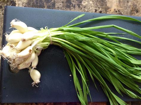Green garlic. Green garlic is the immature version of garlic (Allium sativum)—essentially, young garlic without a divided bulb. Spring onion (Allium cepa) is the immature version of common onion, harvested … 