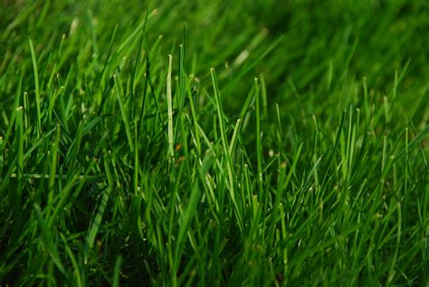 Green grass. Things To Know About Green grass. 