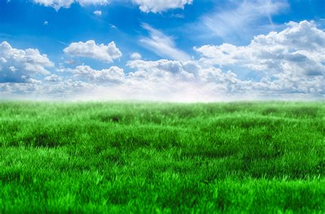 Green grass, blue sky #fyp #shorts - YouTube