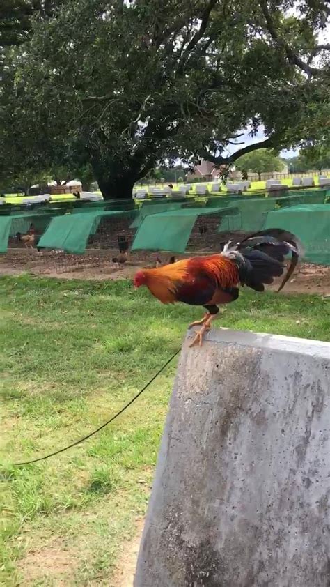 4.3K views, 13 likes, 1 comments, 5 shares, Facebook Reels from Fly Pens And Cages For Gamefowl: #flypens#texas#honolulu#mauigamefarm #gamefowlaccessoriessupplier#mexicanchi... . 