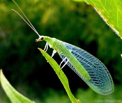 Green lacewing spiritual meaning. Green lacewings are pertinent bio-indicators of an ecosystem's health. An example for detecting temporal changes in crop field biodiversity over a short period by sampling chrysopids is given. 