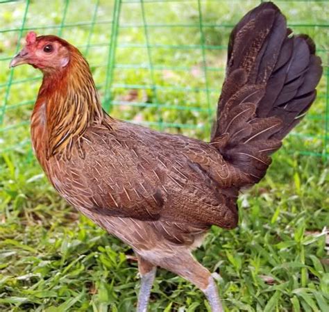 Green leg hatch gamefowl. Things To Know About Green leg hatch gamefowl. 