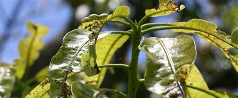 Green mango pest. No matter how welcoming you are, nobody wants to share their home with household pests. Living with pests can be embarrassing and frustrating. Insects, rodents, and other unwelcome... 
