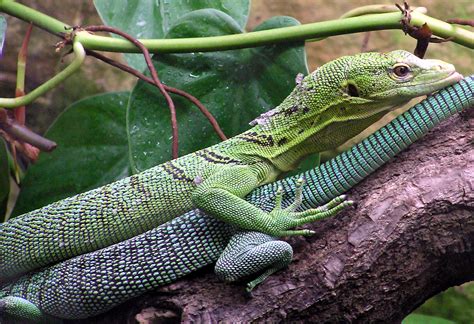 The caiman lizard is a large reptile with a green body and r